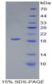 Figure 1. SDS-PAGE