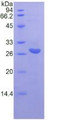 Figure 1. SDS-PAGE