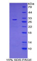 Figure 1. SDS-PAGE