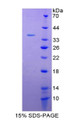 Figure 1. SDS-PAGE