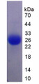 Figure 3. SDS-PAGE