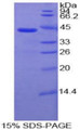 Figure 1. SDS-PAGE