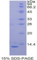 Figure 1. SDS-PAGE