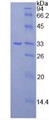 Figure 3. SDS-PAGE