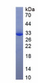 Figure 1. SDS-PAGE