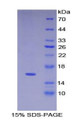 Figure 1. SDS-PAGE