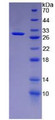 Figure 2. SDS-PAGE