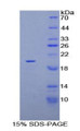 Figure 1. SDS-PAGE