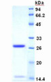 Figure 3. SDS-PAGE