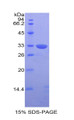 Figure 1. SDS-PAGE