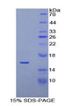 Figure 1. SDS-PAGE