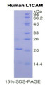 Figure 1. SDS-PAGE