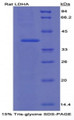 Figure 1. SDS-PAGE