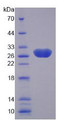 Figure 2. SDS-PAGE