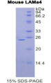 Figure 1. SDS-PAGE