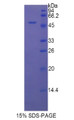 Figure 1. SDS-PAGE