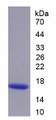 Figure 1. SDS-PAGE