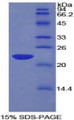 Figure 1. SDS-PAGE