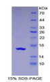 Figure 1. SDS-PAGE