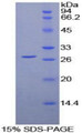 Figure 1. SDS-PAGE