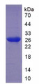 Figure 2. SDS-PAGE