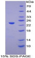 Figure 1. SDS-PAGE