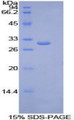 Figure 1. SDS-PAGE