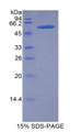 Figure 1. SDS-PAGE