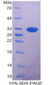 Figure 1. SDS-PAGE