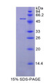 Figure 1. SDS-PAGE