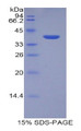 Figure 1. SDS-PAGE