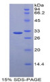 Figure 1. SDS-PAGE