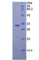 Figure 2. SDS-PAGE