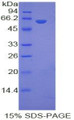 Figure 1. SDS-PAGE