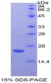 Figure 1. SDS-PAGE