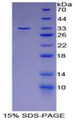 Figure 1. SDS-PAGE