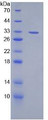 Figure 2. SDS-PAGE