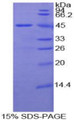 Figure 1. SDS-PAGE