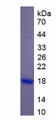 Figure 1. SDS-PAGE