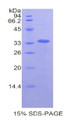 Figure 1. SDS-PAGE