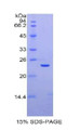 Figure 1. SDS-PAGE