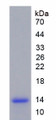 Figure 2. SDS-PAGE