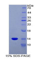 Figure 1. SDS-PAGE