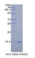 Figure 1. SDS-PAGE