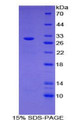 Figure 1. SDS-PAGE