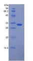 Figure 3. SDS-PAGE