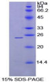 Figure 1. SDS-PAGE