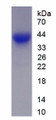 Figure 1. SDS-PAGE