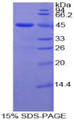 Figure 1. SDS-PAGE