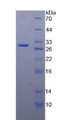 Figure 2. SDS-PAGE